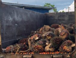 Polsek Kembang Janggut Ringkus Dua Pencuri Sawit 1,1 Ton