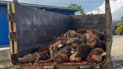 Polsek Kembang Janggut Ringkus Dua Pencuri Sawit 1,1 Ton
