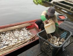 Produksi Ikan Asin di Semayang Menurun, Tengkulak Kehilangan 50 Persen Pasokan