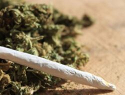 Salah Satu yang Terbesar, Jaringan Ganja Lintas Kabupaten Berhasil Dibongkar