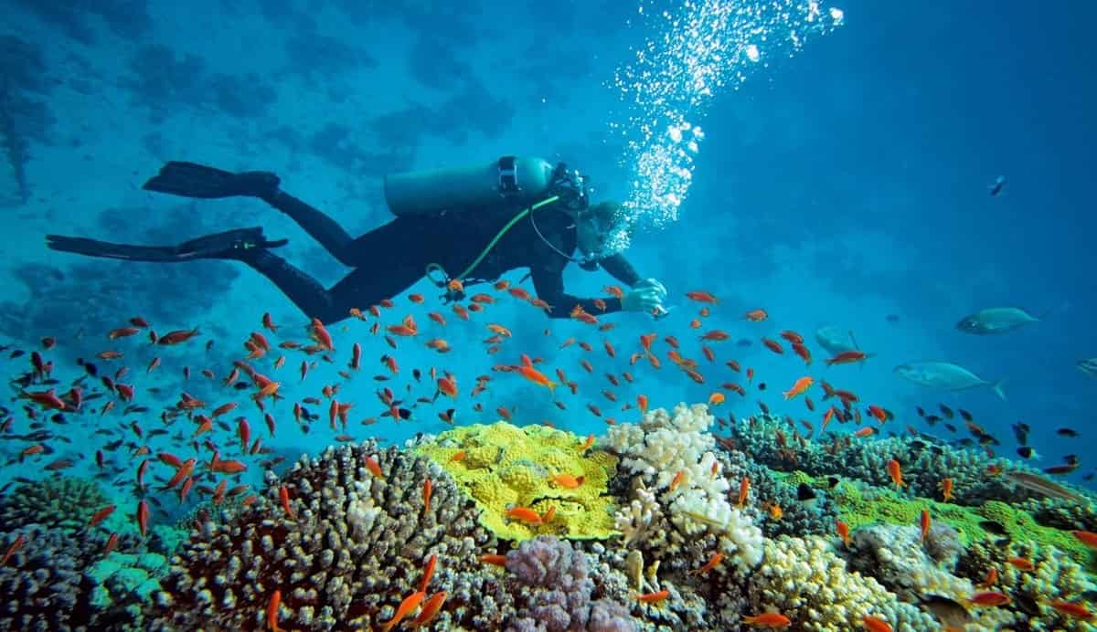 Perkuat Konservasi Laut, Kaltim Targetkan Pengelolaan Berkelanjutan Lewat Evika 2.0