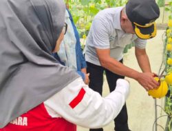 Dari Lahan Kosong ke Kebun Produktif, KWT Tenggarong Panen Perdana Melon Kuning