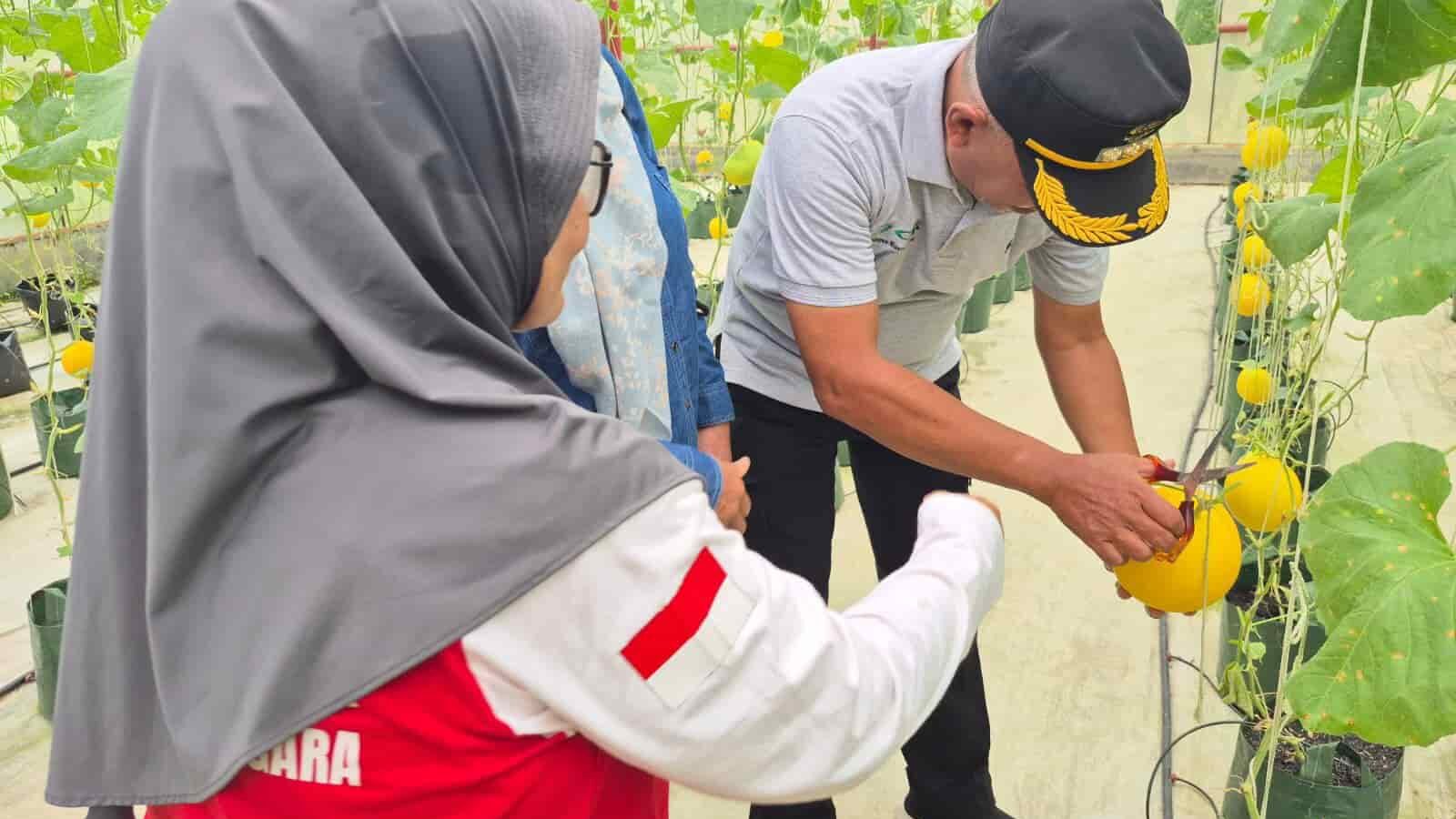 Dari Lahan Kosong ke Kebun Produktif, KWT Tenggarong Panen Perdana Melon Kuning