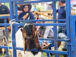 Kontes Ternak Kubar Dorong Peternak Berkualitas dan Ekonomi Daerah