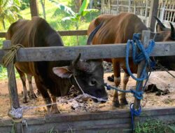 Jelang Iduladha, Distanak Kukar Tempel Label Sehat di Ribuan Hewan Kurban