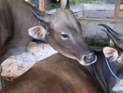 Bantuan Sapi Kurban Presiden untuk Kukar Masih Tunggu Persetujuan Pusat