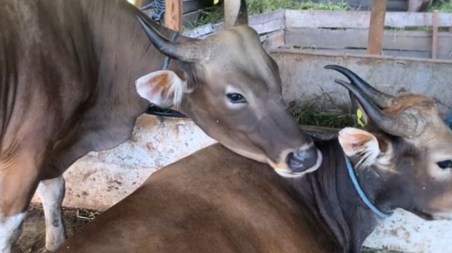 Bantuan Sapi Kurban Presiden untuk Kukar Masih Tunggu Persetujuan Pusat