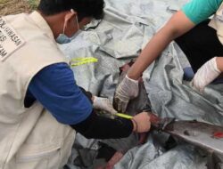Terus Menyusut, Populasi Pesut Mahakam Kini Tinggal Tersisa 65 Ekor