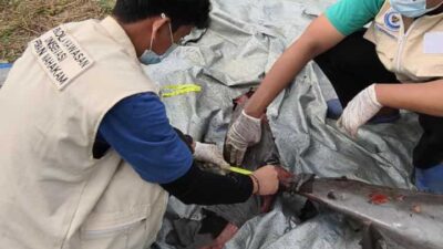 Terus Menyusut, Populasi Pesut Mahakam Kini Tinggal Tersisa 65 Ekor