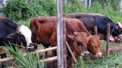 Stok Hewan Kurban Kukar Capai Ribuan, Samboja Jadi Pusat Penjualan Terbanyak