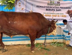 Berat Nyaris Satu Ton, Sapi Banpres Jadi Perhatian Warga Saat Iduladha di Tenggarong
