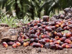 Harga TBS Kelapa Sawit Anjlok, Sejumlah Petani di Kukar Pilih Tunda Panen