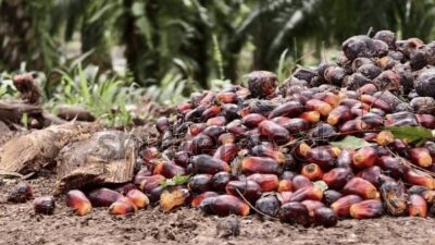 Harga TBS Kelapa Sawit Anjlok, Sejumlah Petani di Kukar Pilih Tunda Panen