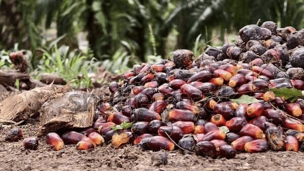 Harga Kelapa Sawit Turun, Sejumlah Petani di Kukar Pilih Tunda Panen