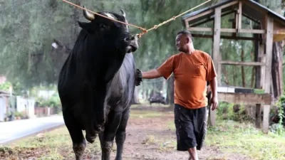 MUI Sebut Sapi Kurban Presiden dari Banpres Tak Perlu Diperdebatkan, Ini Alasannya