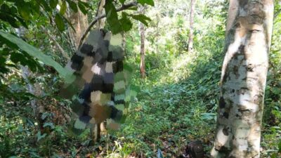 Gara-Gara Motor, Warga Loa Lepu Temukan Jasad Pria Tergantung di Kebun