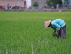 Kaltim Terapkan Padi Tanam Hemat Air Super, Tingkatkan Produksi Perkuat Ketahanan Pangan