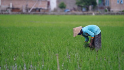 Kaltim Terapkan Padi Tanam Hemat Air Super, Tingkatkan Produksi Perkuat Ketahanan Pangan