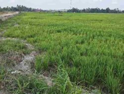 80 Persen Sawah Kukar Kekurangan Air, Hasil Panen Terancam Anjlok