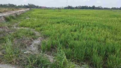 80 Persen Sawah Kukar Kekurangan Air, Hasil Panen Terancam Anjlok